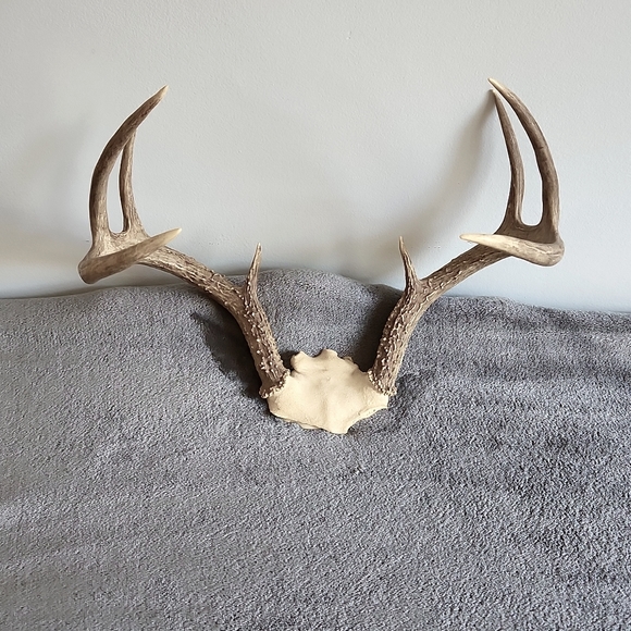 Other - White Tail Texas Deer 8 Pointer, From Skull to Last Pointer is 15.5 inches